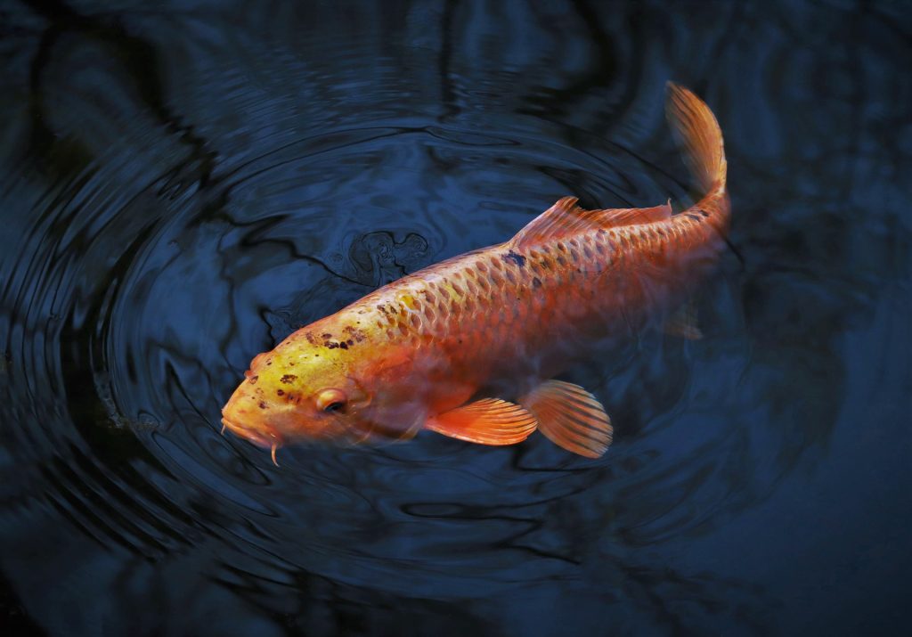 Fish in pond