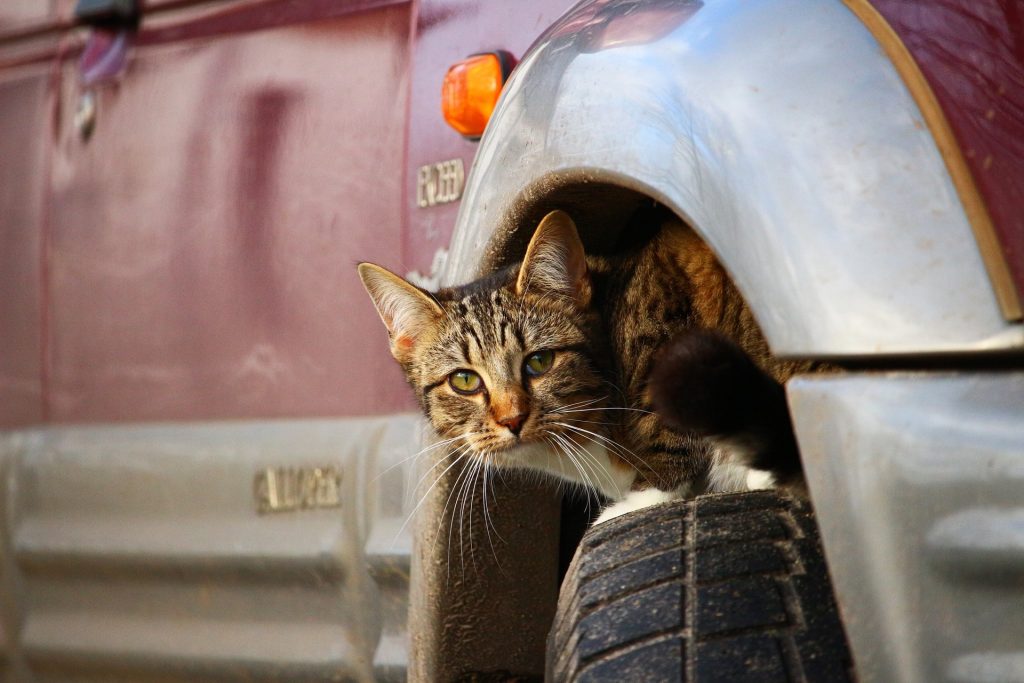 Cat hiding under wheel arch of car