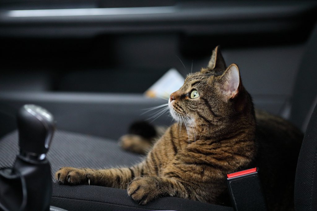 Cat sat in passenger seat of car