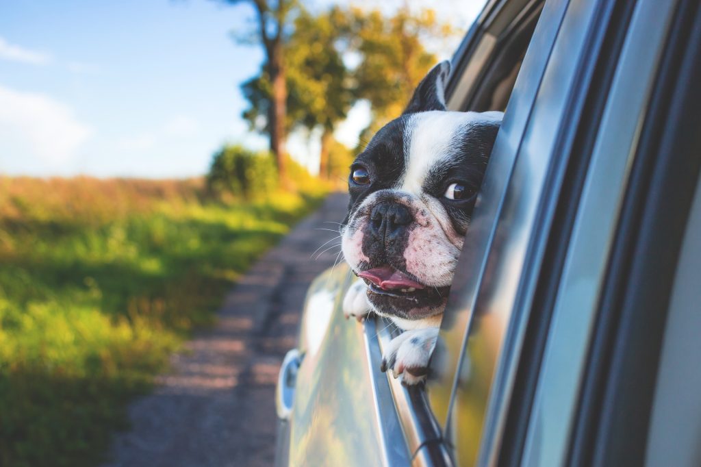 Black and white dog hanging head out of car window