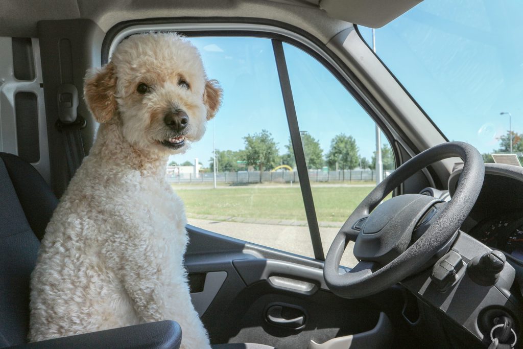White dog in car driving seat