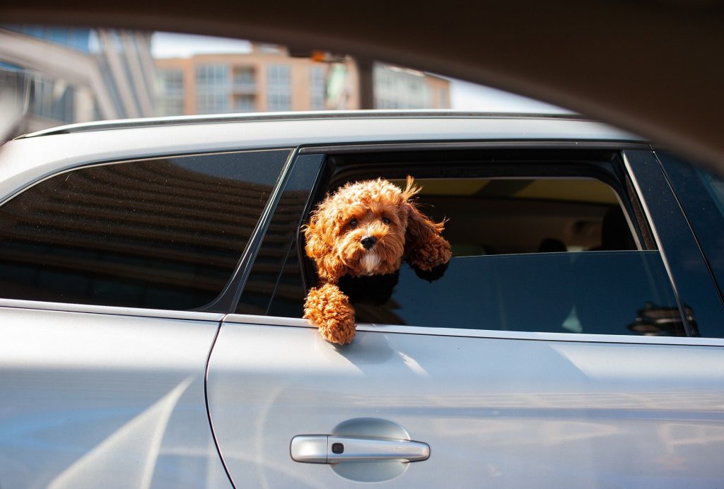 Brown dog hanging head out of car window