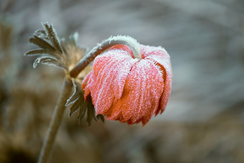Wilted and frosted flower