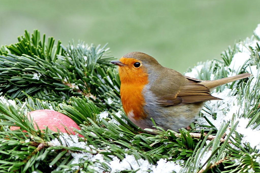 Robin in snowy tree